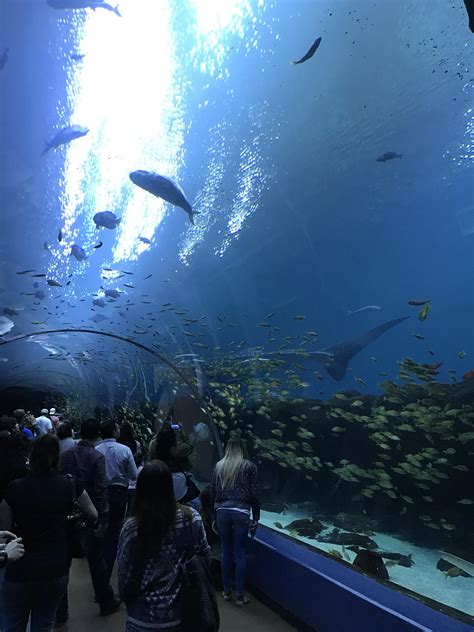 Atlanta Aquarium Rtravelphotos