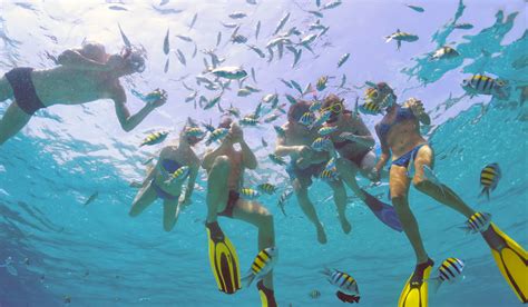 Great Barrier Reef Attractions