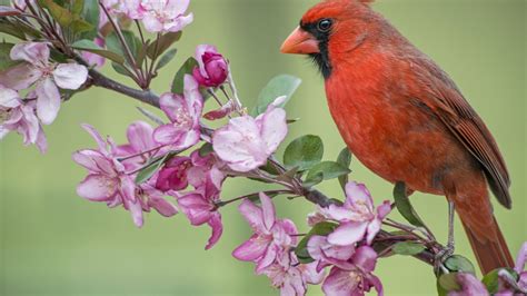 Desktop Wallpaper Northern Cardinal Bird Sitting Flowers Hd Image
