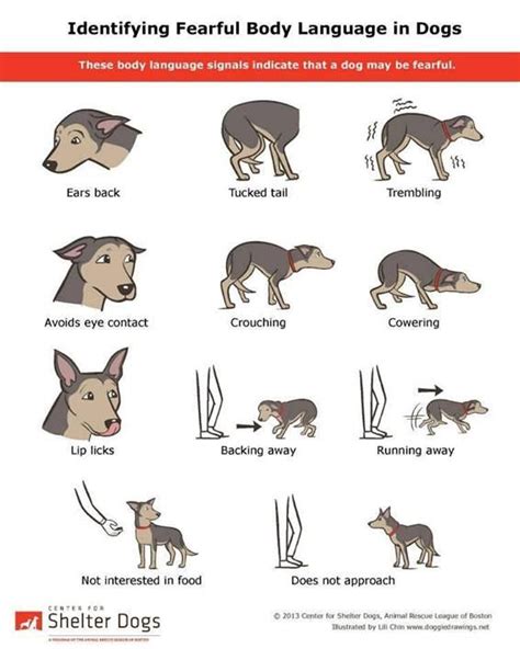 Read A Dogs Body Language Critters And Animals Pinterest