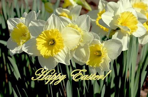 Happy Easter Daffodils By Rosanne Jordan