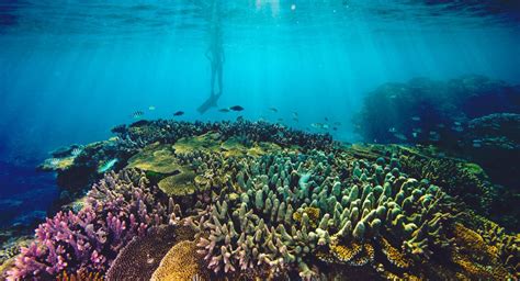 Great Barrier Reef Politics Global Researchglobal