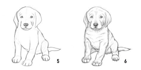 How To Draw A Puppy Step By Step