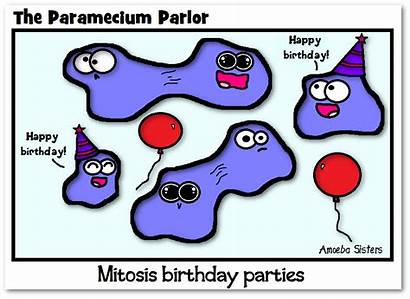 Amoeba Mitosis Sisters Birthday Science Biology Jokes