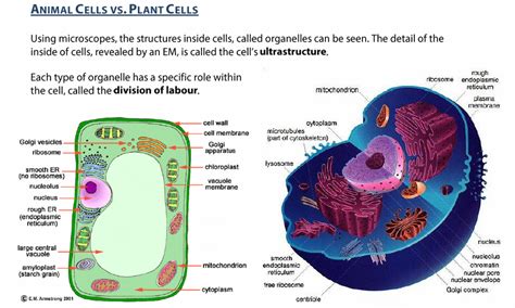 Plant Cell Structure A Level Biology Cell Structure A Level The