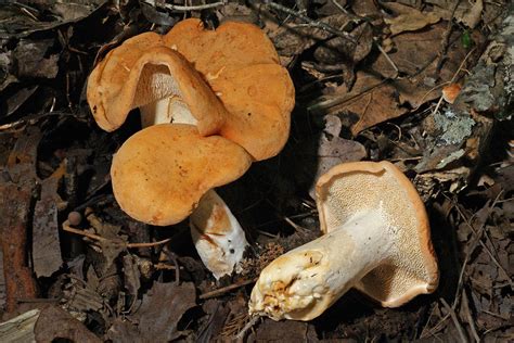 Mid Missouri Morels And Mushrooms Hydnum Repandum The