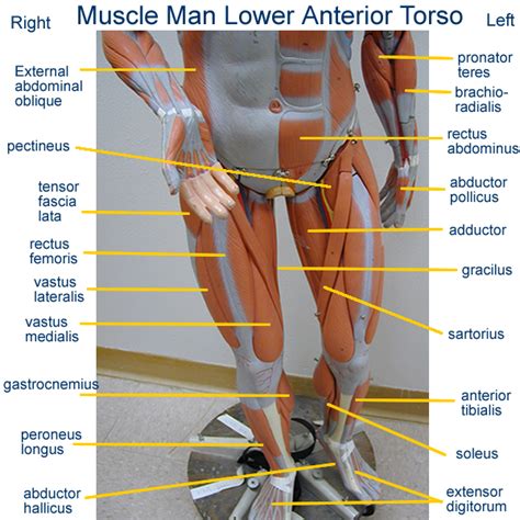 Human body, anatomical mannequin with removable. small+torso+muscle+models+labeled | head posterior arm ...