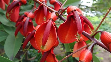 New zealand's geographical isolation has meant the country has developed a unique variety of native flora. new zealand native plants - Google Search | Street trees ...
