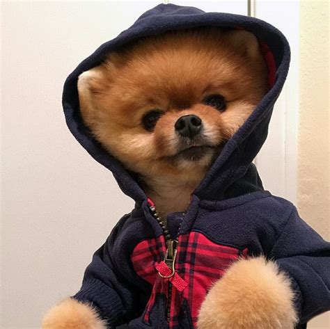 The Most Stylish Dogs On Instagram Popsugar Fashion
