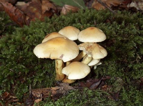 New Fungus Found, Hopes Got Higher for Cancer Treatment | TopNews Arab