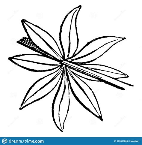 Angiosperm Flower Morphology Vector Illustration