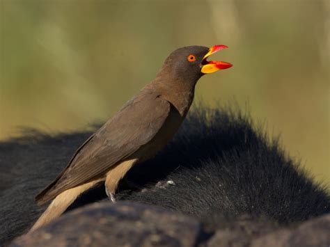 The Mystery Bird “yellow Billed Oxpecker” Charismatic Planet