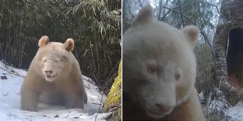Rare White Panda Spotted In Sichuan Province Of China Believed To Be