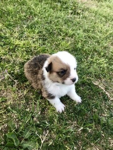 The pembroke welsh corgi may be prone to back diseases, hip dysplasia, glaucoma, and epilepsy. Pembroke Welsh Corgi puppy dog for sale in Spearsville ...