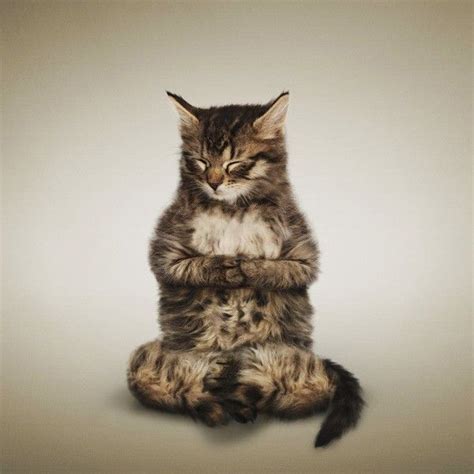 Yoga The Way Of The Kittens With Images Cat Yoga Cute Cats Cute