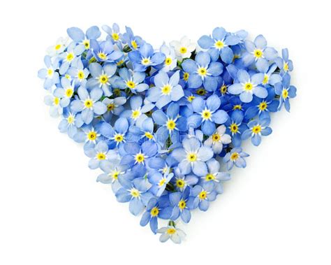 Forget Me Not Flowers In A Shape Of A Heart Stock Image Image 54238003