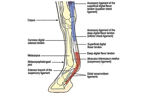 Deep Digital Flexor Tendon Injuries Does It Mean The End Of Your Horse