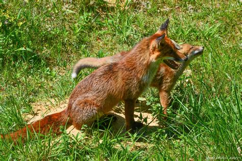 Renard Roux Goupil Le Renard Vulpes Vulpes Maman Renard Flickr