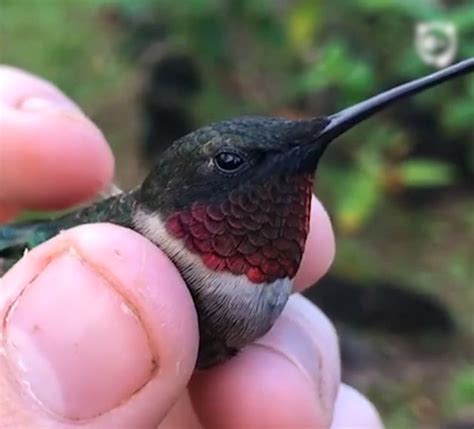 Flowers that attract hummingbirds, bees, and butterflies are certainly on top of my list. Magical Colors Of Hummingbirds | Bored Panda