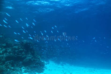 School Of Fish In The Red Sea Underwater World In Egypt Stock Photo