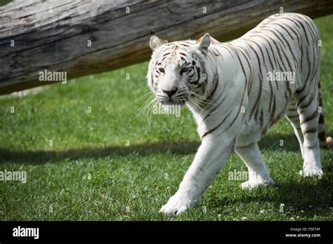 Macho de tigre de Bengala blanco Fotografía de stock Alamy