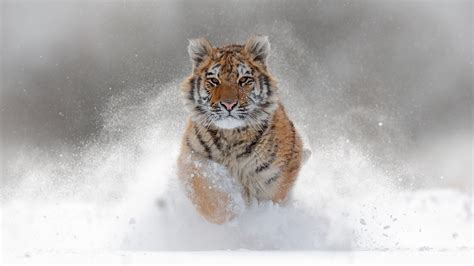 Tiger Is Running On Snow Field During Daytime Hd Animals Wallpapers