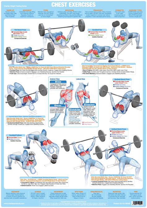 Buy Bodybuilding Weight Training Exercise Chart Series A1 Laminated