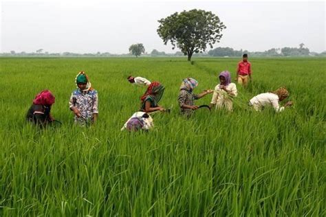 Translate agriculture in hindi language. Budget 2019: India needs an agriculture budget - The ...