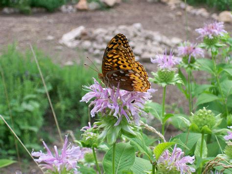 Pests & Pollination: Attract Beneficial Insects – GardenInBloom.com