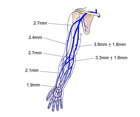 Venous Cannulation Sites In The Arm By Maurizio De Angelis Science