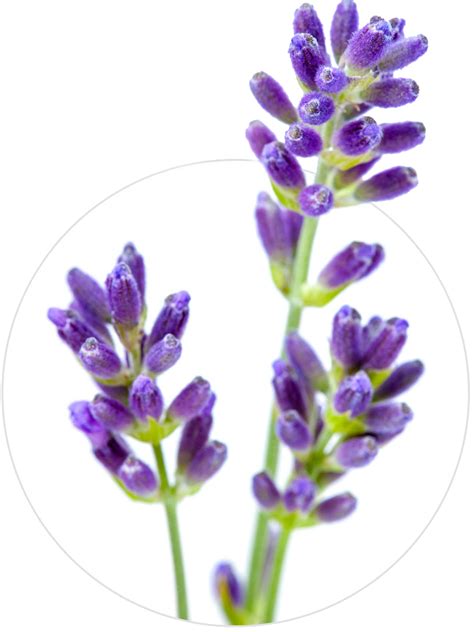 English Lavender Flower Stock Photography Lavender Oil Lavender Png