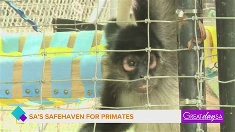 A Local Sanctuary For Primates That Provides Care And Habitat Is