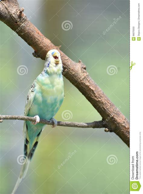 Laughing Pastel Budgie Bird On A Tree Branch Stock Photo Image Of