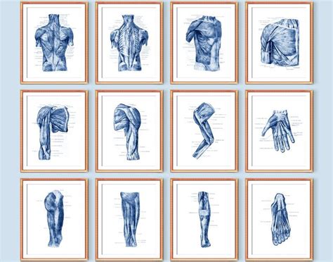 40 Human Muscle Anatomy Posters Male Torso Muscles Art Muscular
