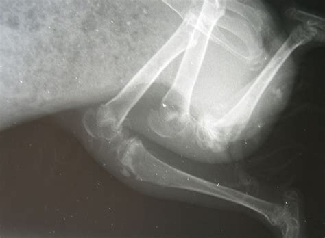 Vitamin C Deficiency Articular Damage Lateral Radiograph In Guinea
