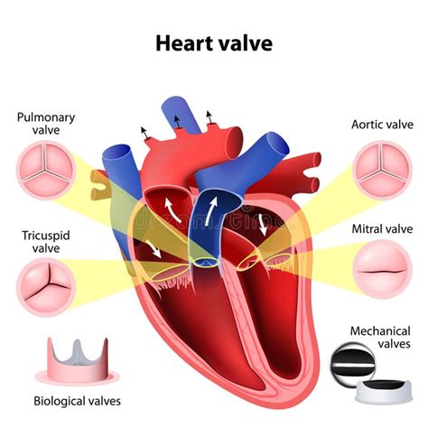 Heart Valve Stock Illustrations 3579 Heart Valve Stock Illustrations