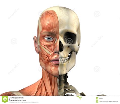 Human Anatomy - Muscles And Skull - With Clipping Path Stock