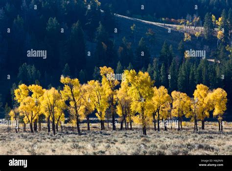 Cottonwood Trees Yellowstone Hi Res Stock Photography And Images Alamy