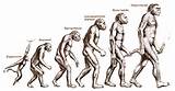 Theory Of Evolution Homosapien