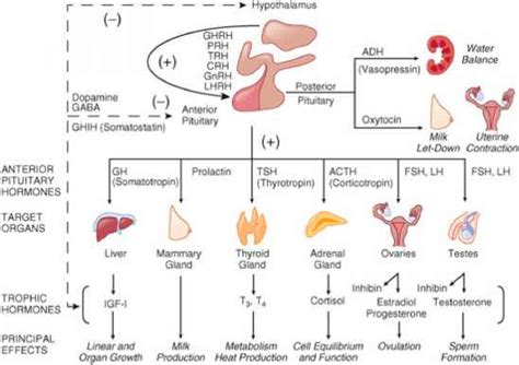 Physiology Of The Pituitary Gland Pharmacotherapy Principles