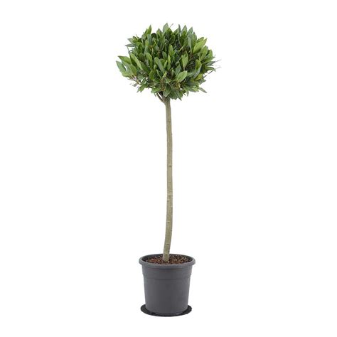 Buy Bay Tree Laurel Laurus Nobilis Hortology