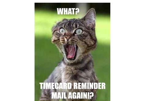 Summer Timesheet Reminder Meme