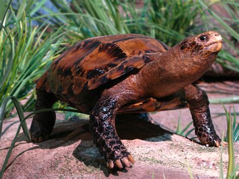 Rare Turtle Species Discovered At Pu Hu Nature Reserve Indochinakingsorg