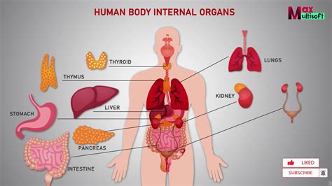 Human Body Internal Organs Human Anatomy Animation 2022 Youtube