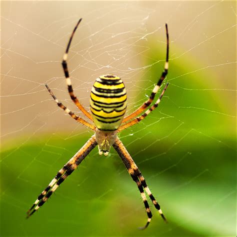 Striped Spider By Justerz On Deviantart