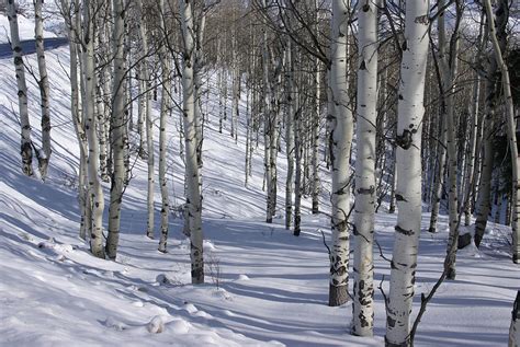 Winter Bare Aspens In Snow Photograph By Steve Estvanik Fine Art America