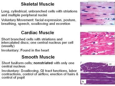 PPT Skeletal Muscle PowerPoint Presentation Free To View Id