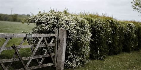 How Close To A Fence Can I Plant A Hedge Brilliant Gardener