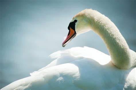 White Swan · Free Stock Photo