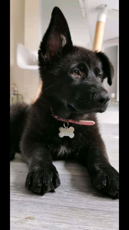 Solid Black German Shepherd Puppy For Sale In Liverpool Merseyside